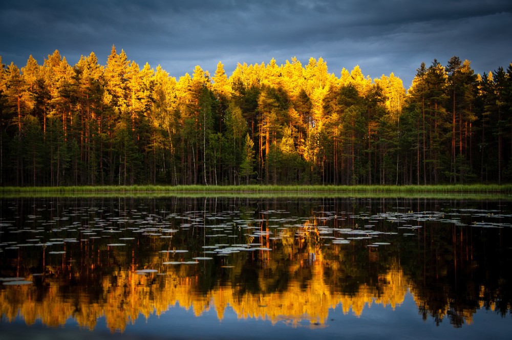 Colored Trees